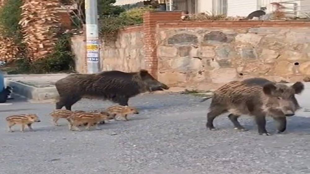 Kuşadası Kaymakamlığı’ndan yaban domuzu uyarısı: 