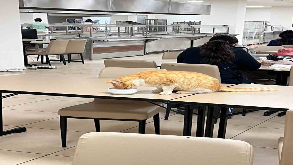Aydın&rsquo;da &ouml;ğrenci yurdu yemekhanesinde tepki &ccedil;eken g&ouml;r&uuml;nt&uuml;ler
