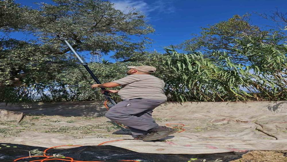 Aydın’da yağışların ardından zeytin hasadı başladı