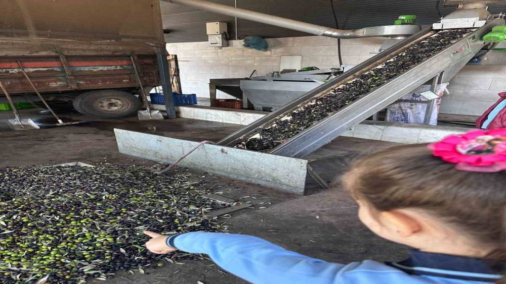 Minikler zeytinin ağaçtan sofraya uzanan serüvenini uygulamalı öğrendi
