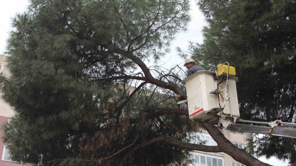 Efeler&rsquo;de yağışlara dayanamayan 2 ağa&ccedil; yan yattı
