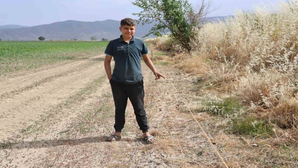 Ege'de domuz sorunu devam ediyor 