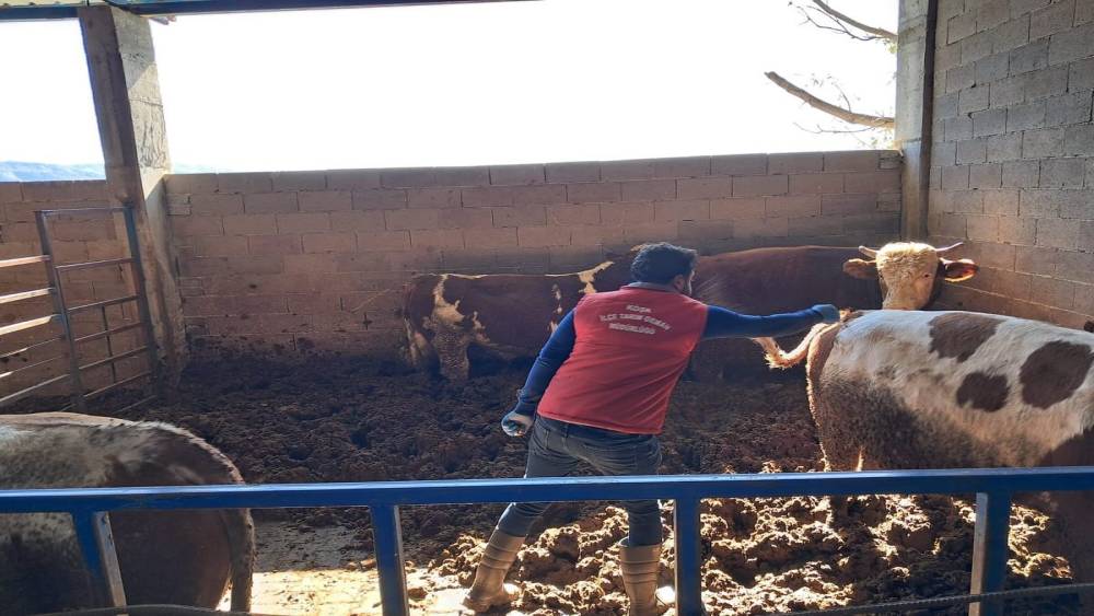 Köşk’te büyükbaş hayvanlarda şap aşılaması sürüyor