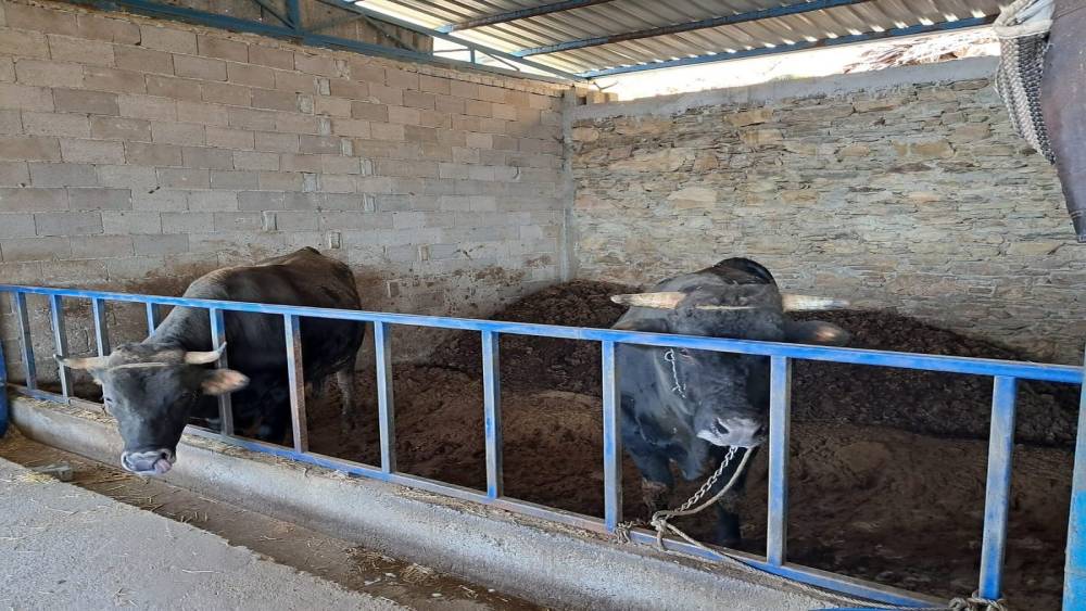 Köşk’te büyükbaş hayvanlarda şap aşılaması sürüyor