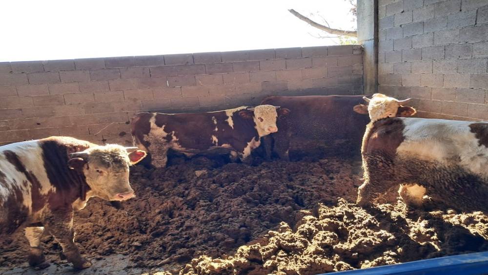 Köşk’te büyükbaş hayvanlarda şap aşılaması sürüyor