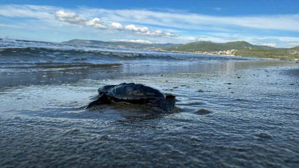 Aydın&rsquo;da Caretta carettaların yavru &ccedil;ıkışları tamamlandı
