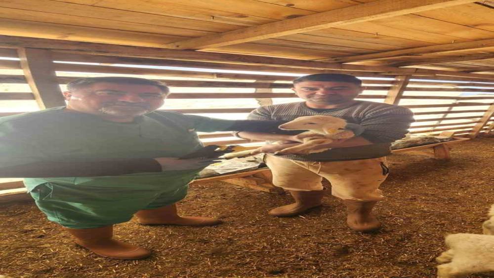 Tarım M&uuml;d&uuml;rl&uuml;ğ&uuml;&rsquo;nden Sazlı&rsquo;da hayvan sağlığı mesaisi