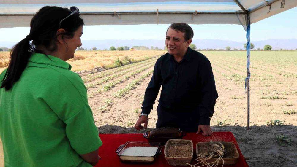 EFELER’DE KARAKILÇIK BUĞDAYININ İLK HASADI GERÇEKLEŞTİRİLDİ