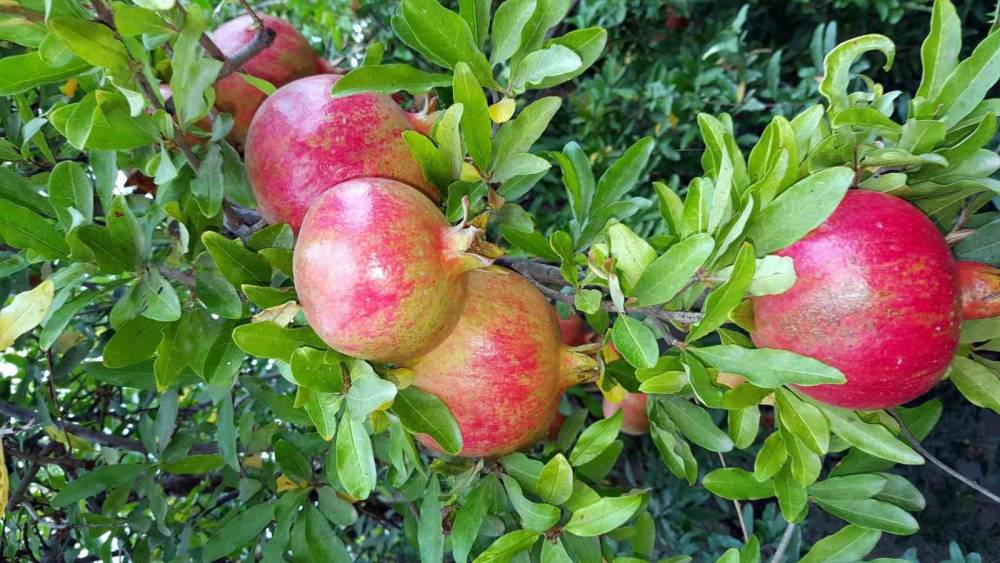 Aydın’da narlar geleneksel yöntemle ekşiye dönüşüyor