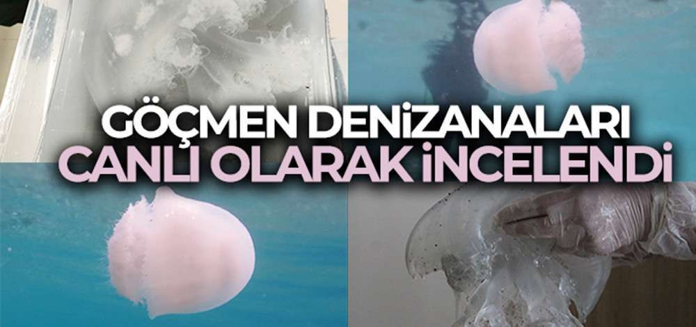 Antalya kıyılarındaki g&ouml;&ccedil;men denizanaları sualtında yakından g&ouml;r&uuml;nt&uuml;lendi