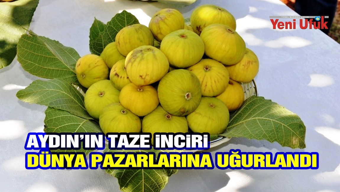 Aydın&rsquo;ın taze inciri d&uuml;nya pazarlarına uğurlandı