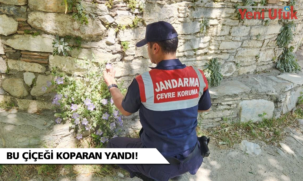 Bu çiçeği koparmanın cezası 557 bin TL