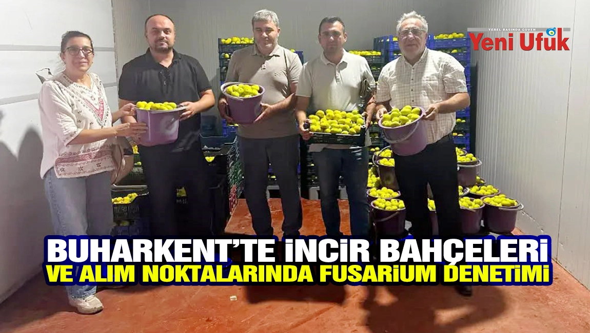 Buharkent&rsquo;te incir bah&ccedil;eleri ve alım noktalarında Fusarium denetimi