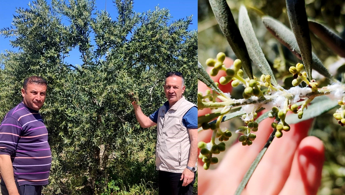Didim&rsquo;de zeytin &uuml;reticilerine zararlı uyarısı