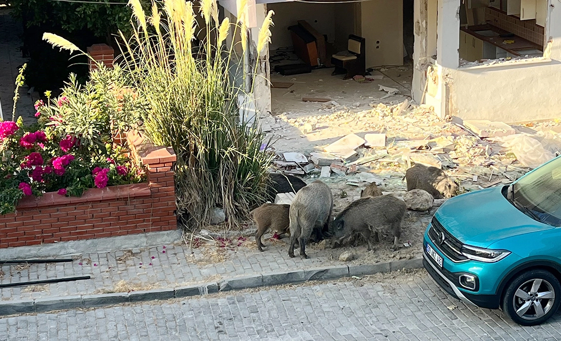 Domuz s&uuml;r&uuml;s&uuml; mahalleye indi, vatandaşlar tedirgin oldu