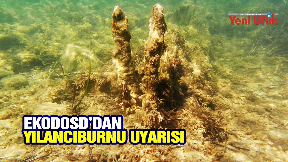 EKODOSD&rsquo;dan Yılancıburnu uyarısı