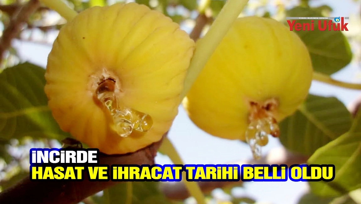 İncirde hasat ve ihracat tarihi belli oldu