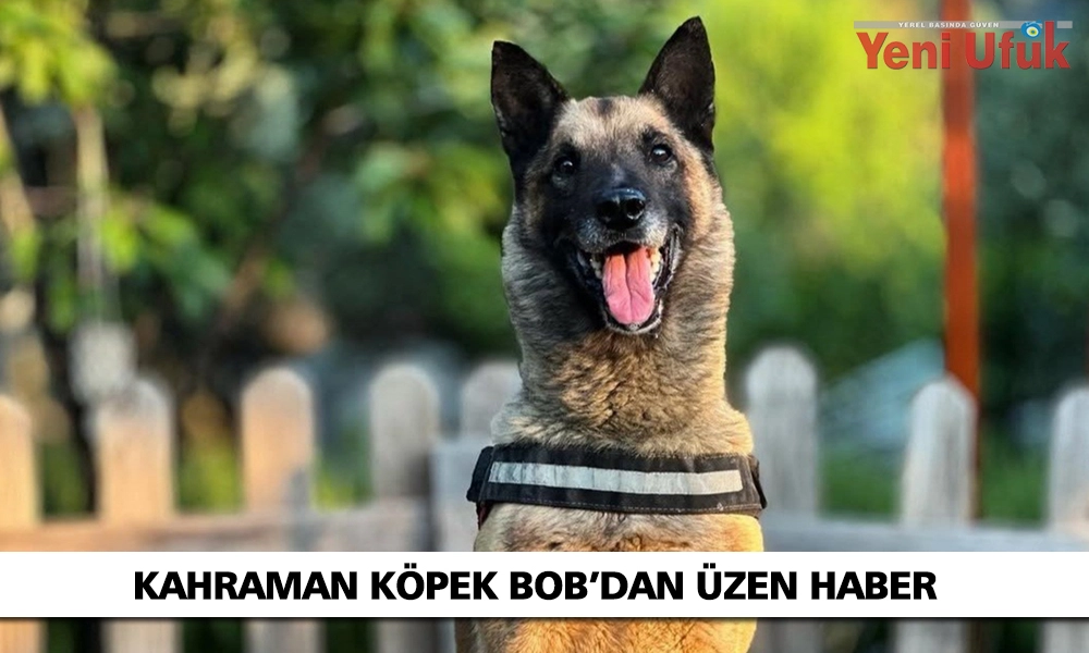 Kahraman köpek Bob öldü