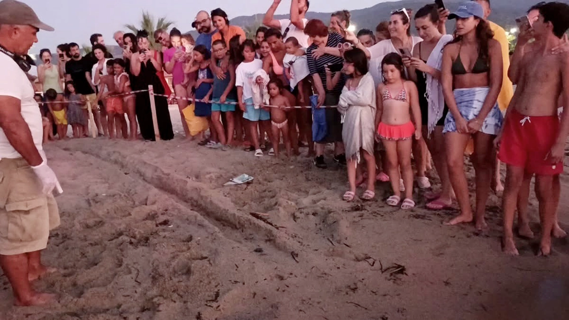 Kuşadası’nda koruma altındaki yuvadan ilk yavrular denize ulaştı