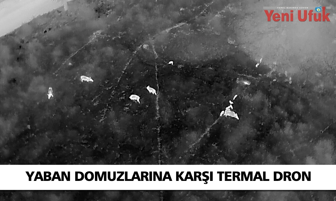 Kuşadası’nda yaban domuzlarına karşı termal dronlu mücadele