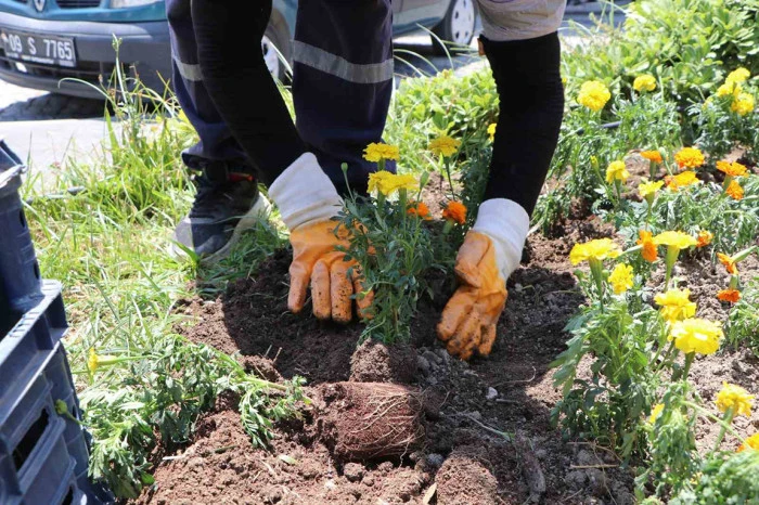 Söke Belediyesi ilçeyi çiçeklerle kaplıyor