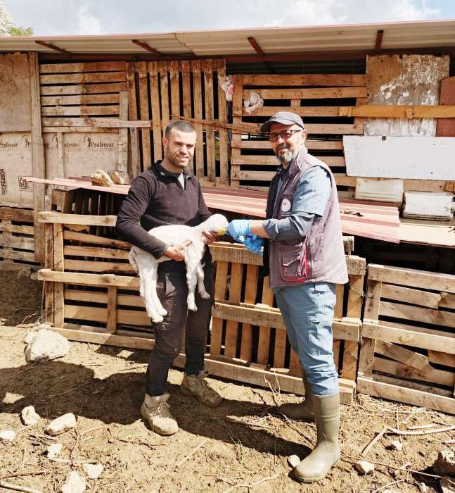 Söke’de küçükbaş hayvanlar aşılandı