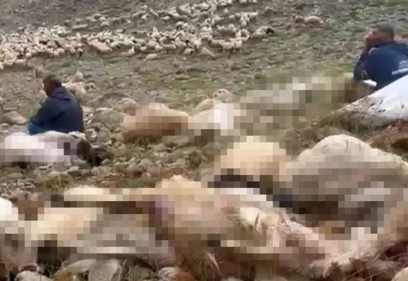 YAYLA'YA YILDIRIM DÜŞTÜ, HAYVANLAR TELEF OLDU!