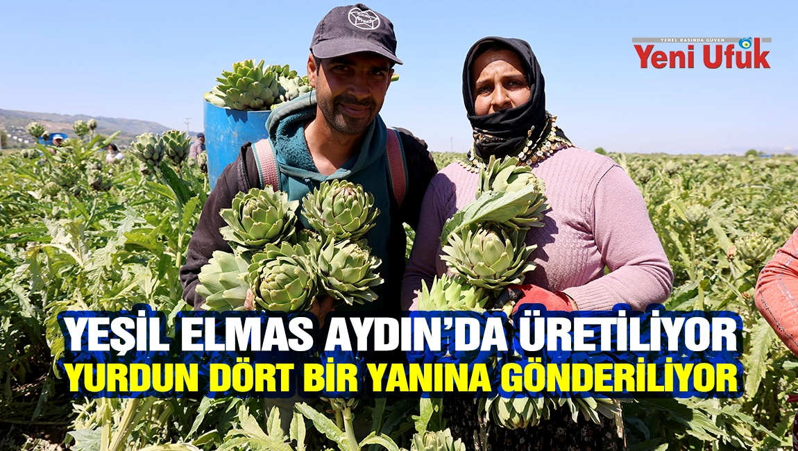 Yeşil elmas Aydın&rsquo;da &uuml;retiliyor, yurdun d&ouml;rt bir yanına g&ouml;nderiliyor