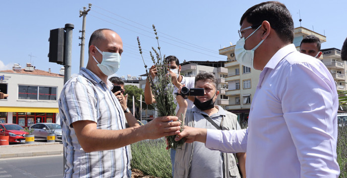 Nazilli’de Lavanta Hasadı Başladı